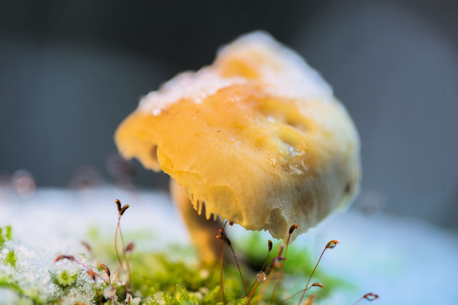 Pilz
