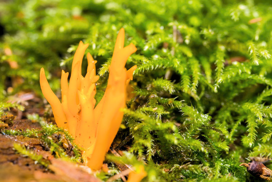 Pilz Klebriger Hörnling