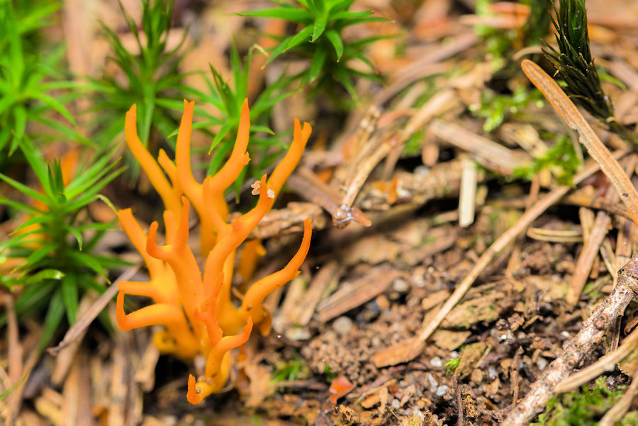 Pilz Klebriger Hörnling