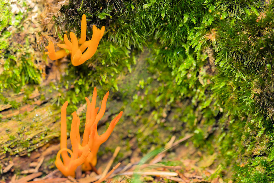 Pilz Klebriger Hörnling