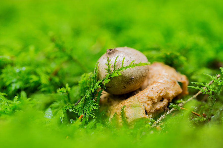 Pilz auf einem Pilz