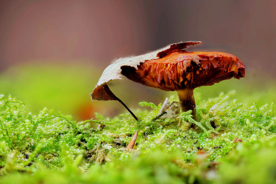 Pilz im Moos