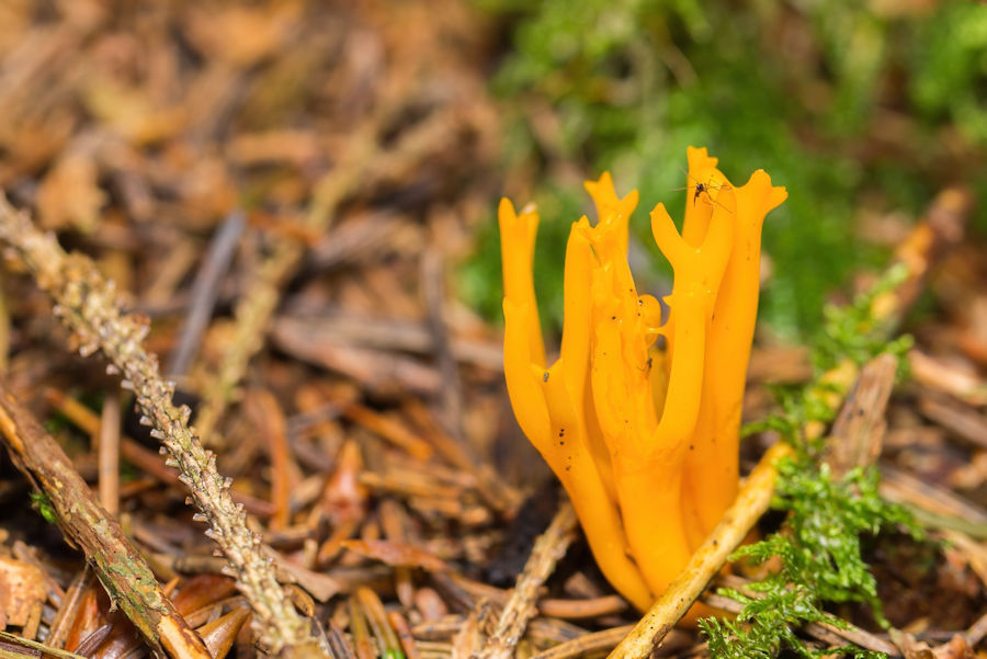 Pilz klebriger Hörnling