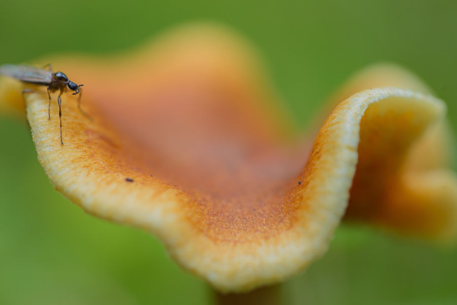 Pilz mit einer Fliege