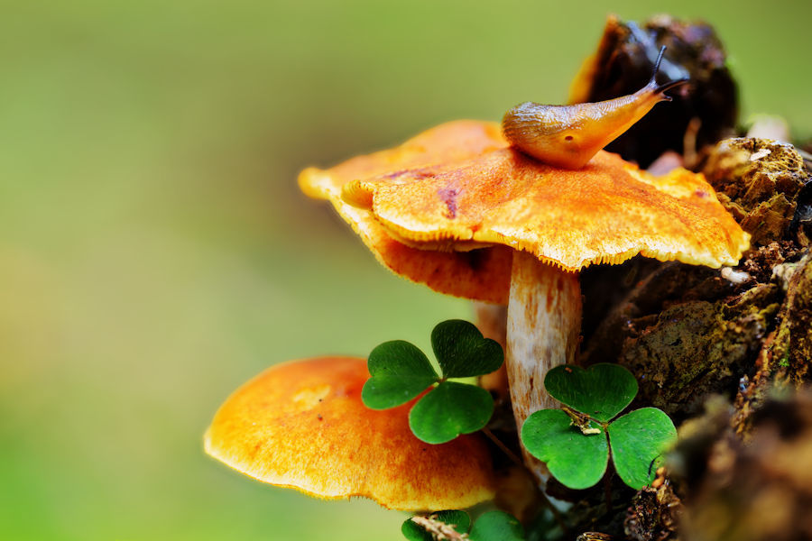 Pilz mit einer Schnecke