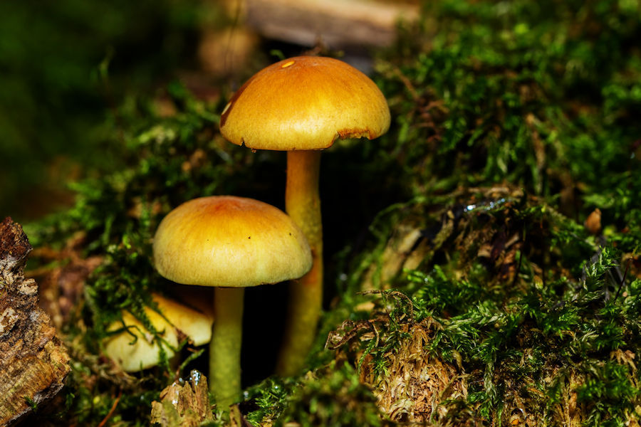 Pilze