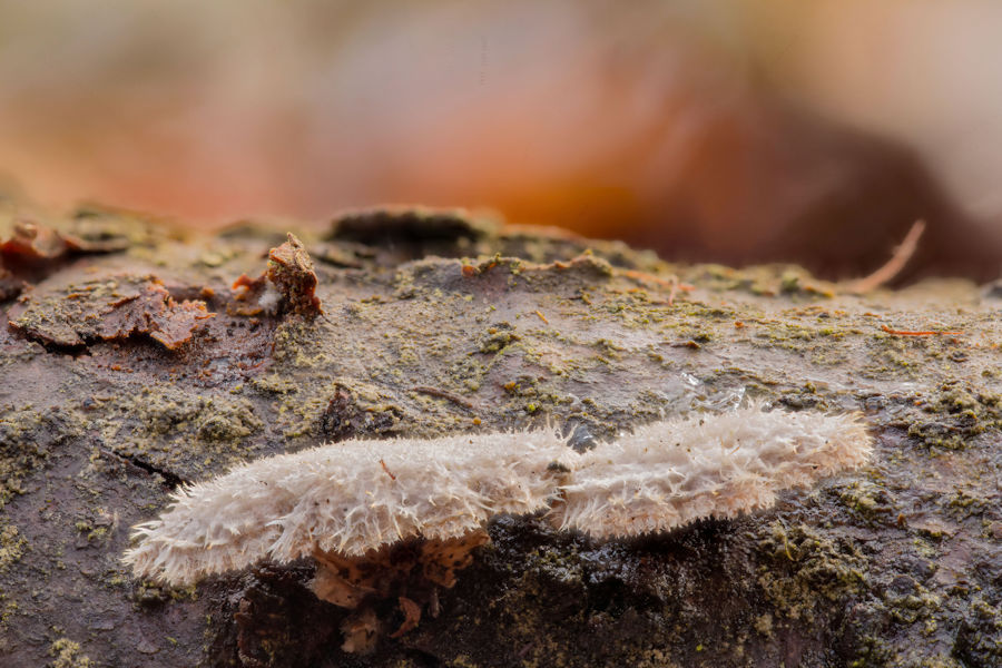 Spaltblättlinge kleiner stacheliger Baumpilz