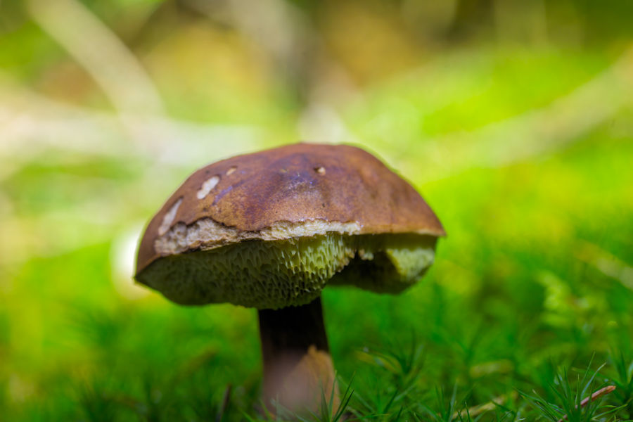 Steinpilz