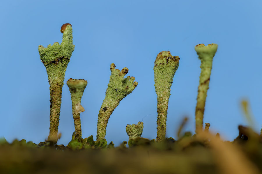 Trompetenflechte