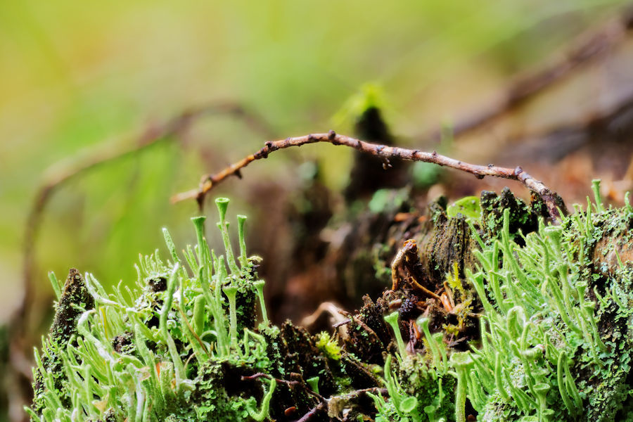 Trompetenflechten