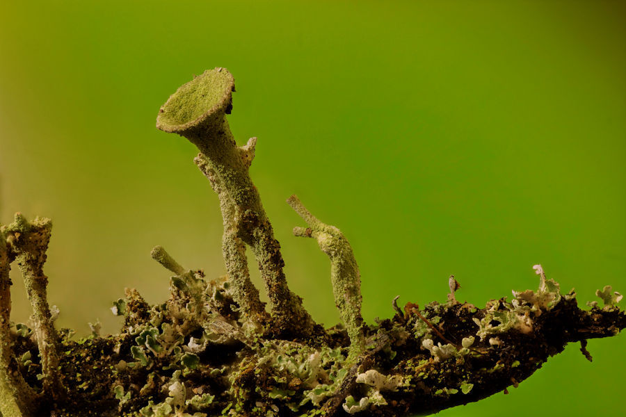Trompetenflechten stacking aus 70 Einzelfotos