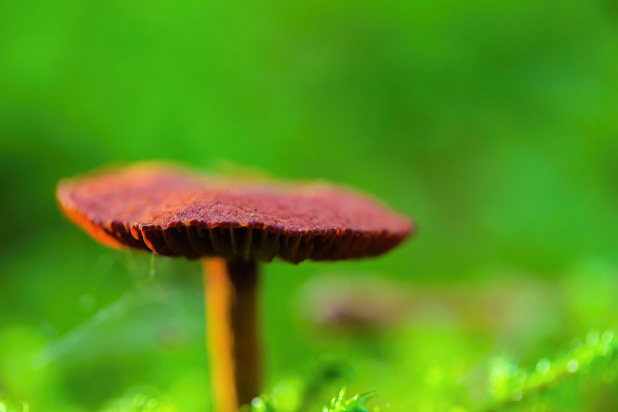 Weinroter Pilz