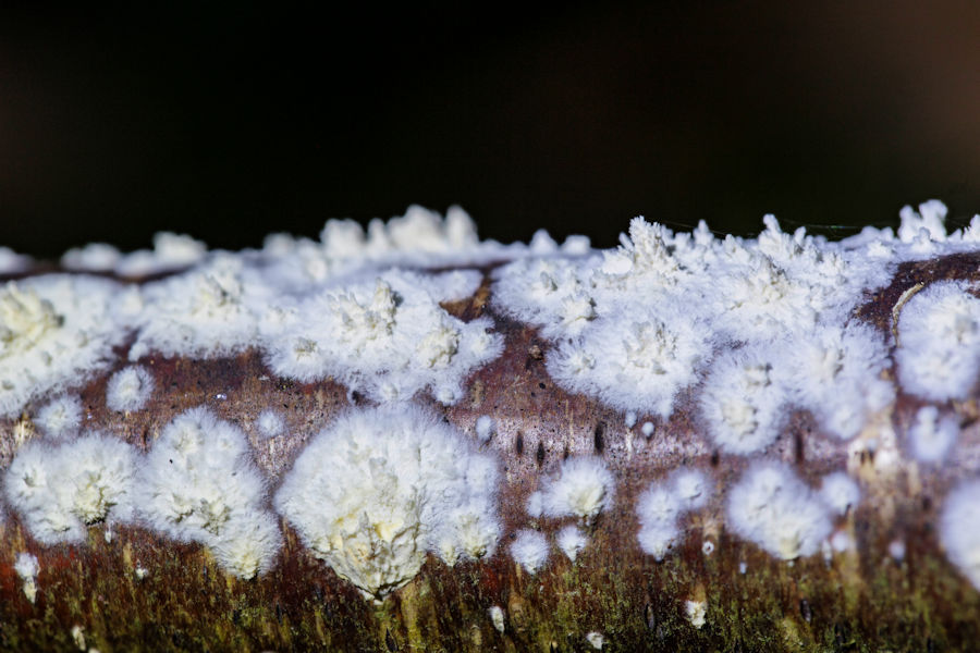 Weisser Pilz