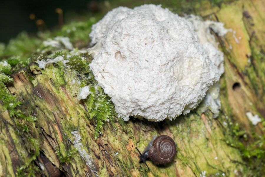 Wer macht das Rennen die Schnecke oder die Weisse Lohblüte