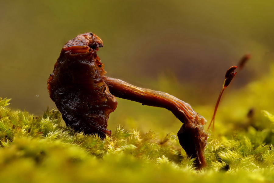 alter Pilz im Moos