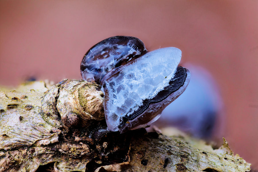 kleine Baumpilze mit Eis überzogen