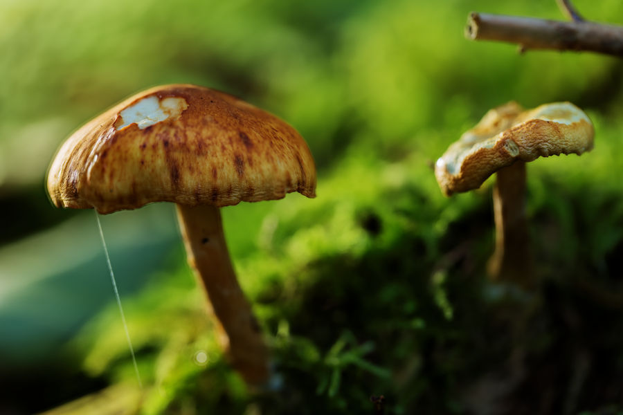 kleine Pilze im Moos