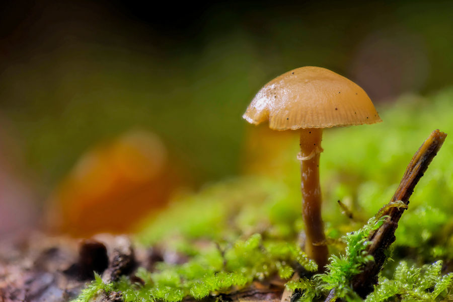 kleiner Pilz im Moos