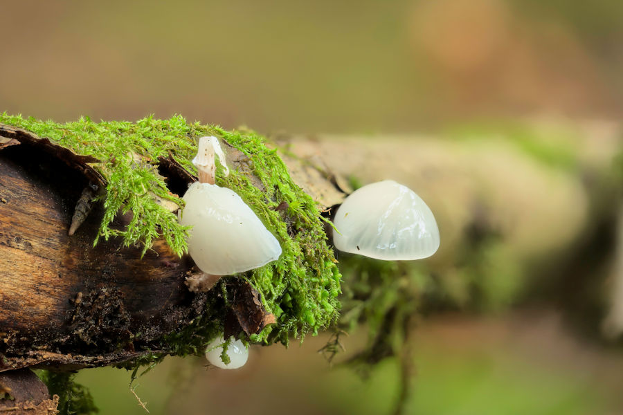 Buchenschleimrübling kleine weisse Pilze an einem toten Ast