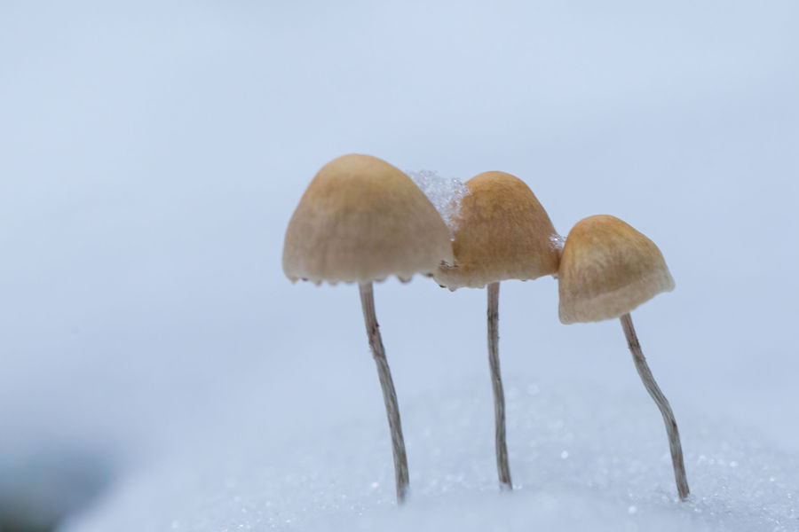 Drei kleine Pilze im Schnee