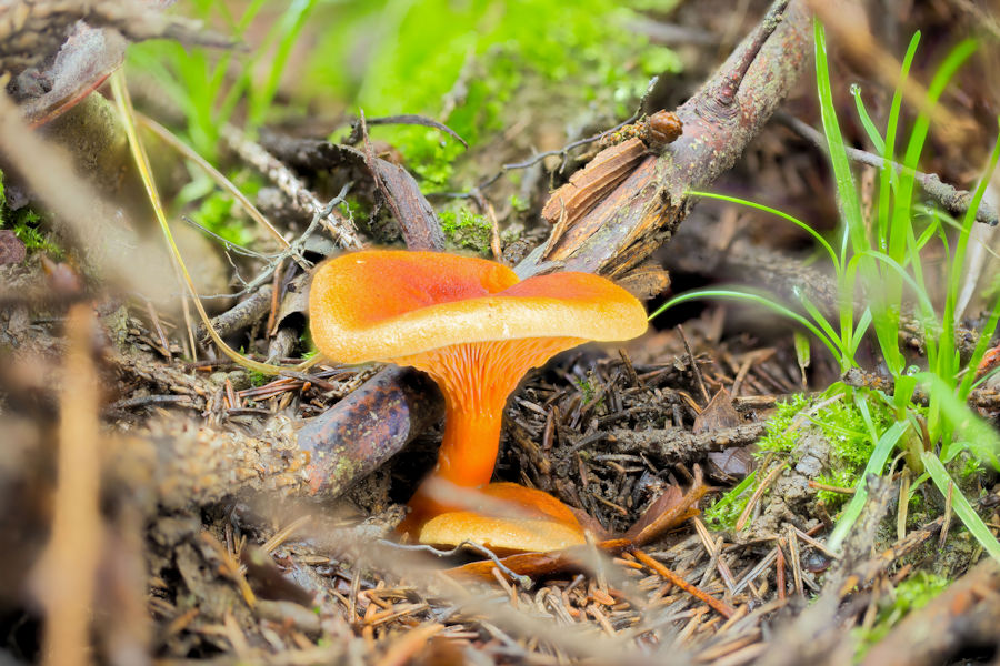 Falscher Pifferling