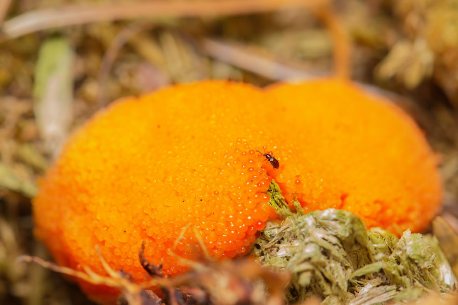 Fischeierschleimpilz