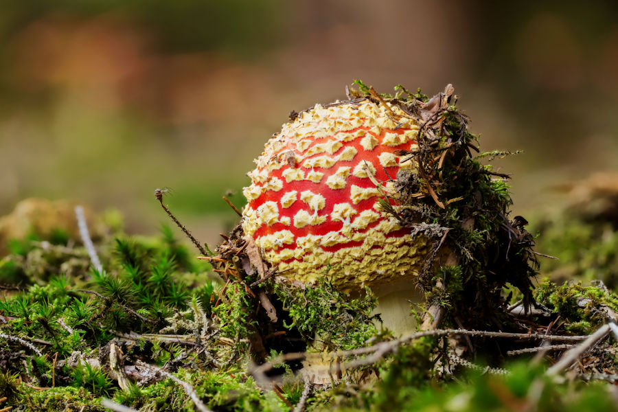 Fliegenpilz