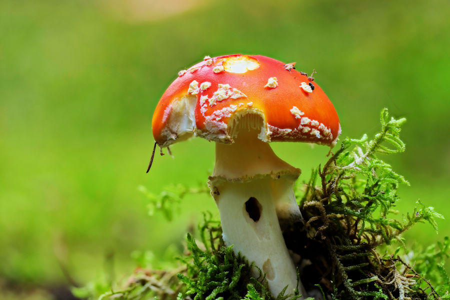 Fliegenpilz