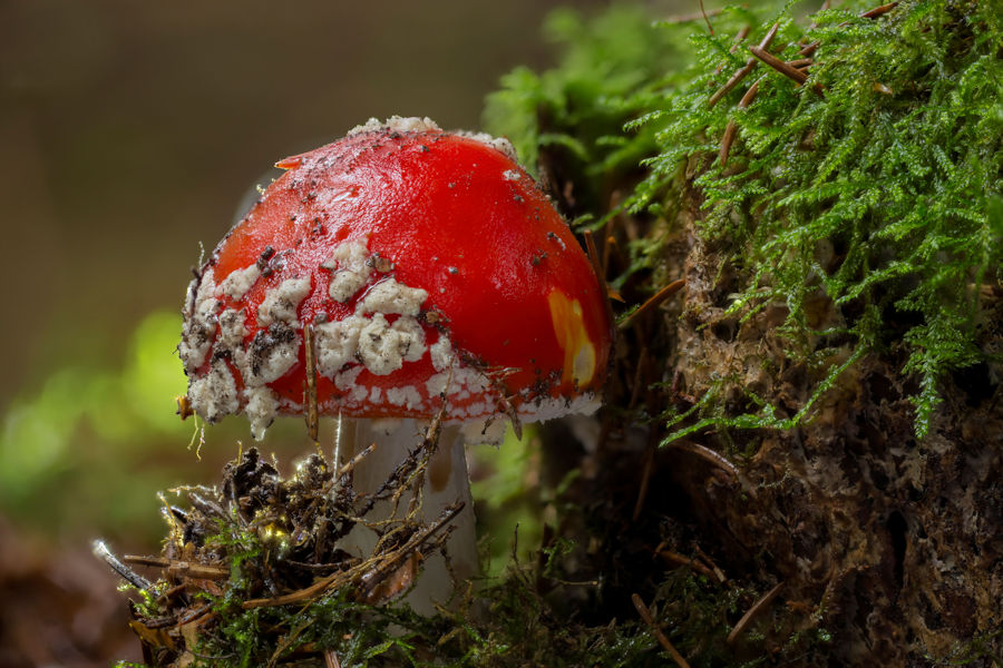 Fliegenpilz