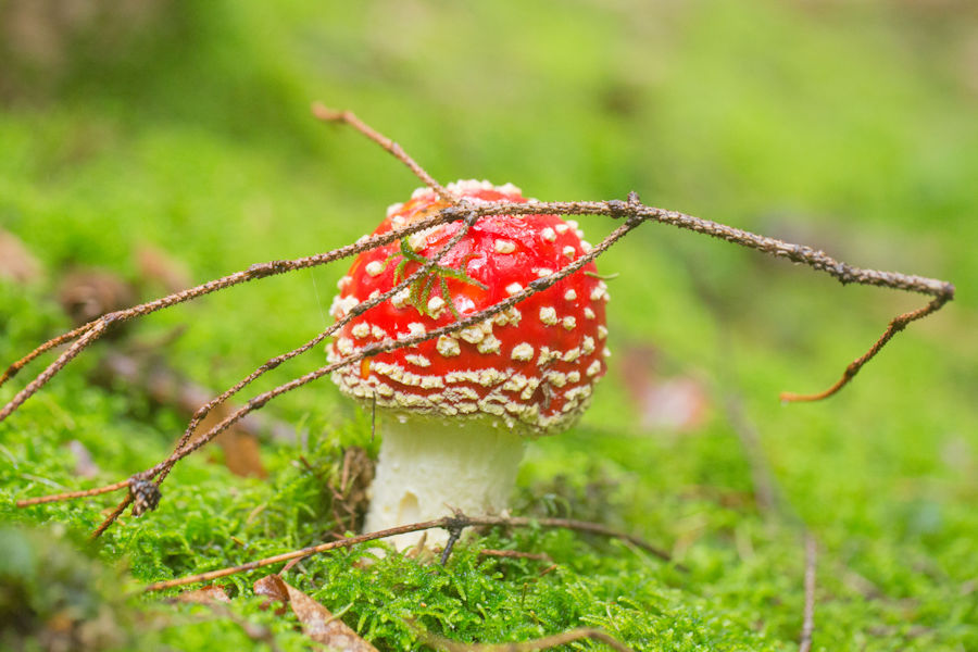 Fliegenpilz