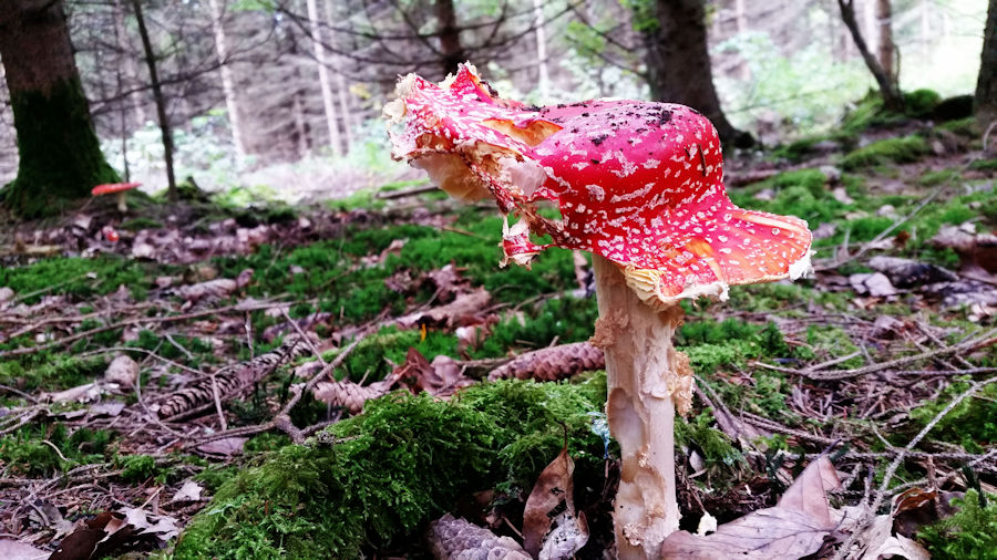 Fliegenpilz