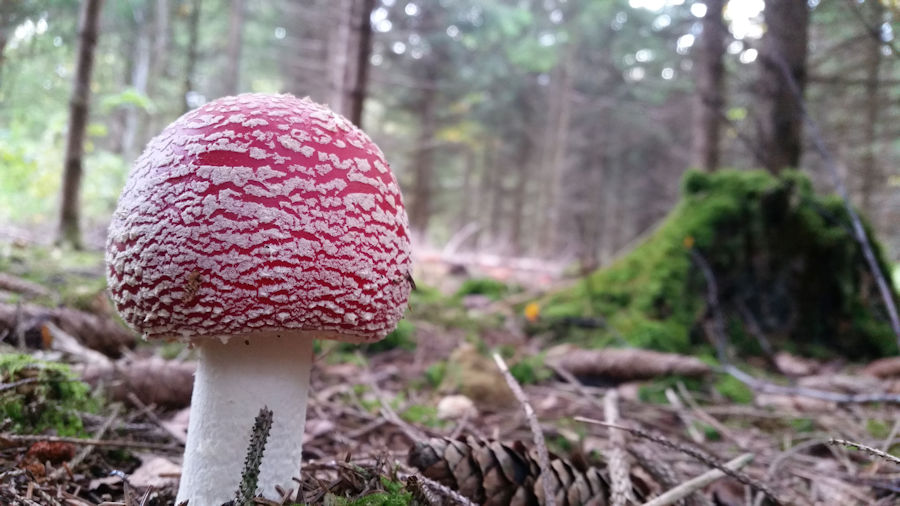 Fliegenpilz