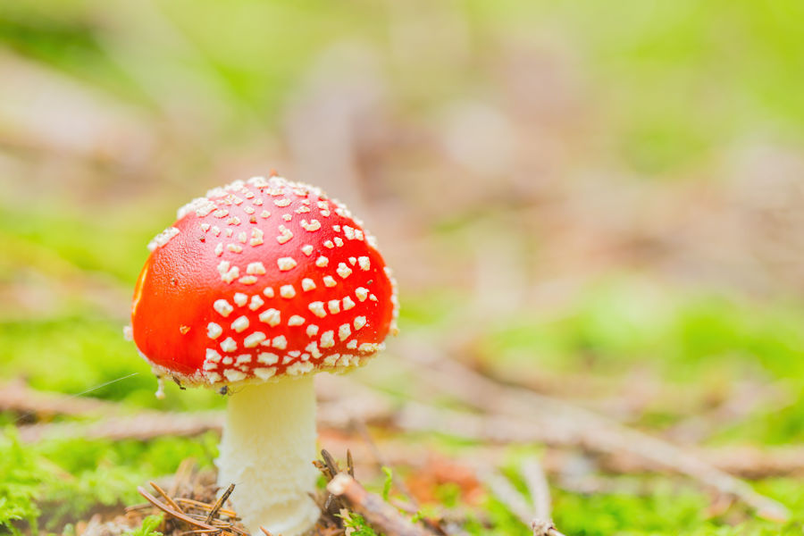 Fliegenpilz