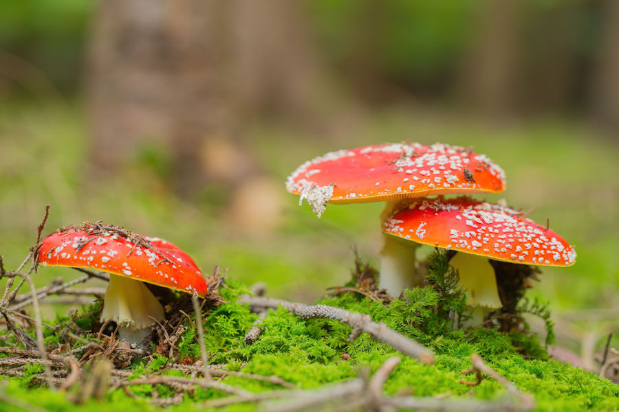 Fliegenpilz