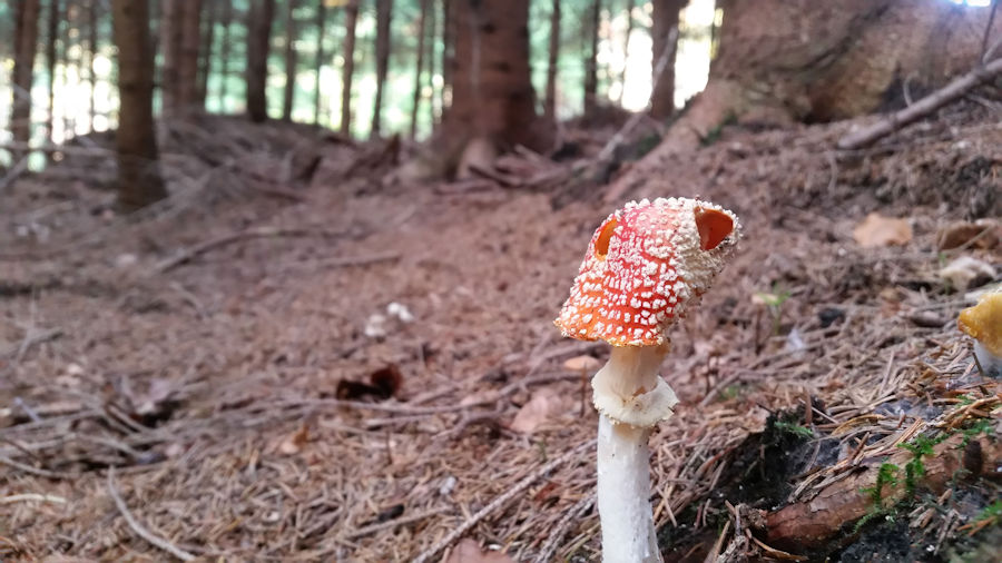 Fliegenpilz