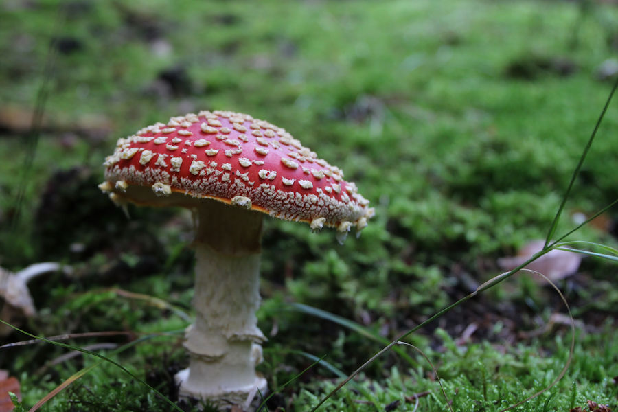 Fliegenpilz