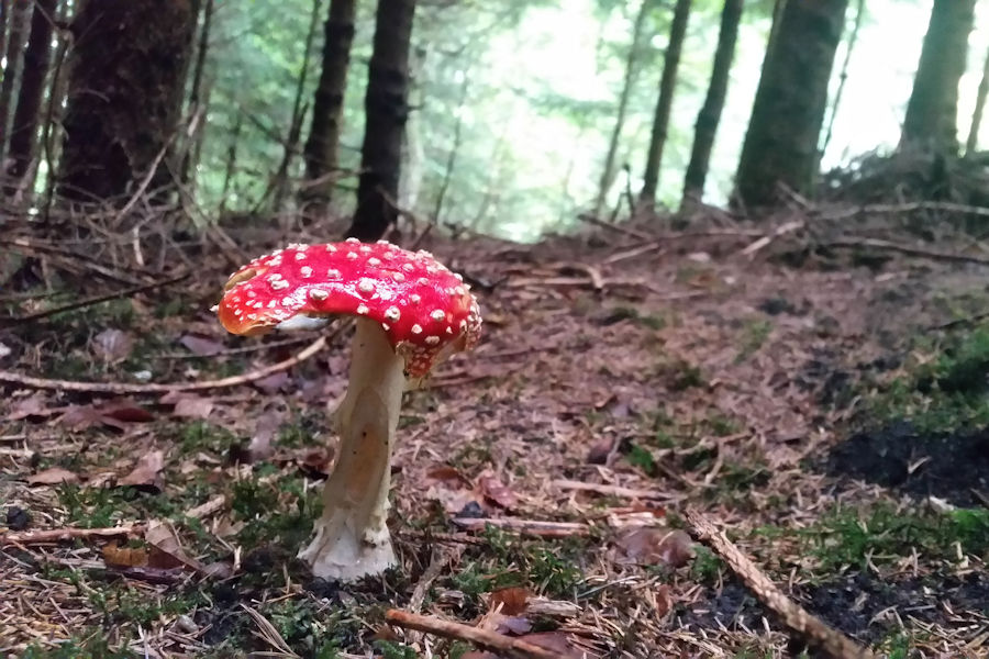 Fliegenpilz mit Schnecke
