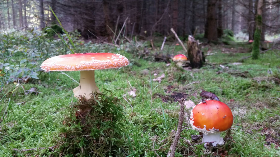 Fliegenpilze