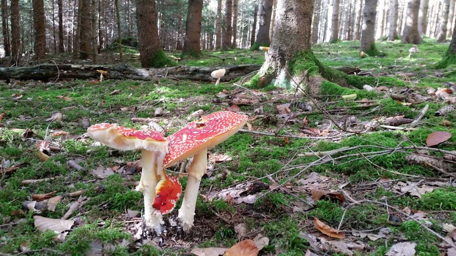Fliegenpilze