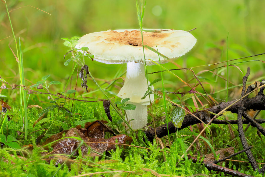 Gelber Knollenblätterpilz