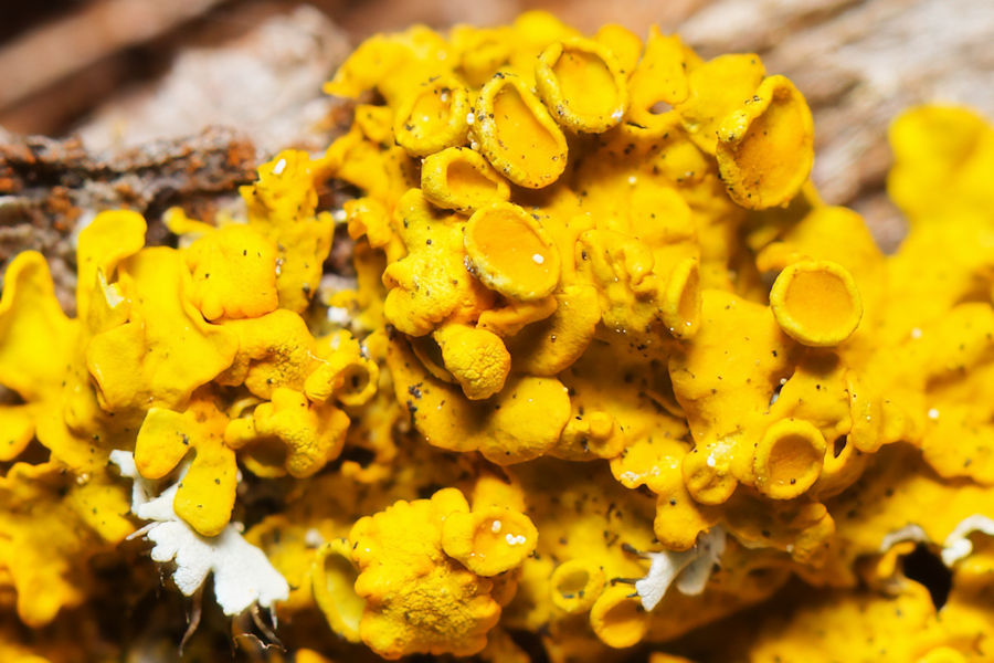 Gelbflechten