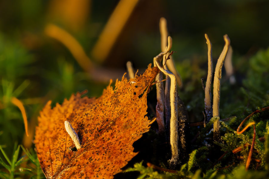 Geweihförmige Holzkeulen mit herbstlichem Blatt
