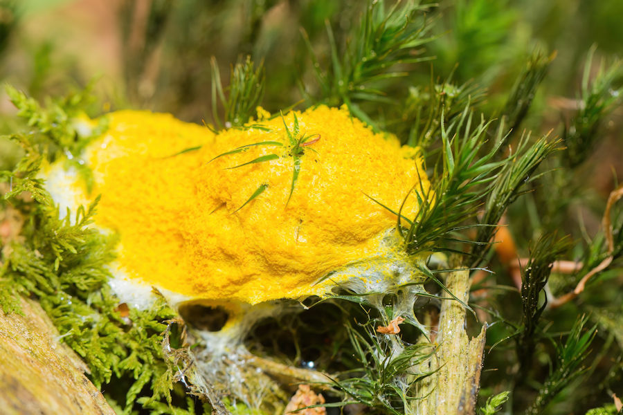 Hexenbutter Schleimpilz