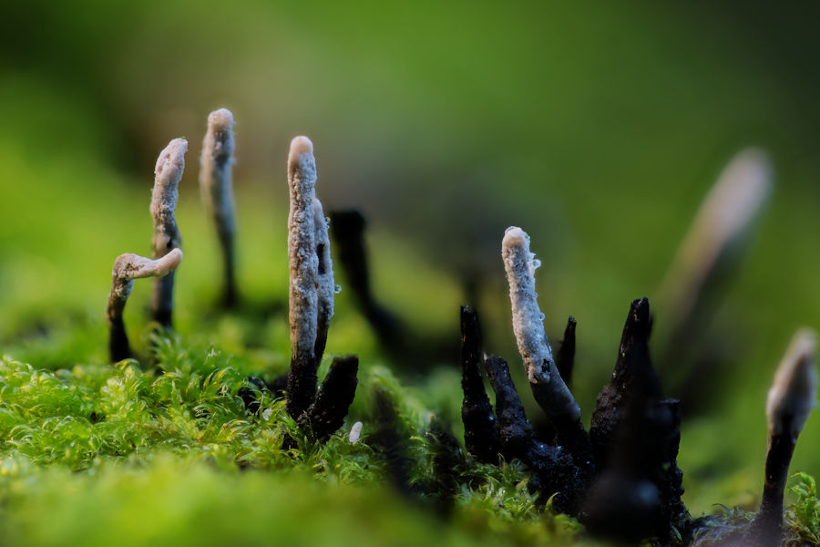 Holzkeulen im Moos