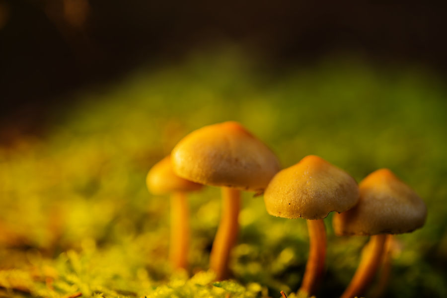 Kleine Pilze