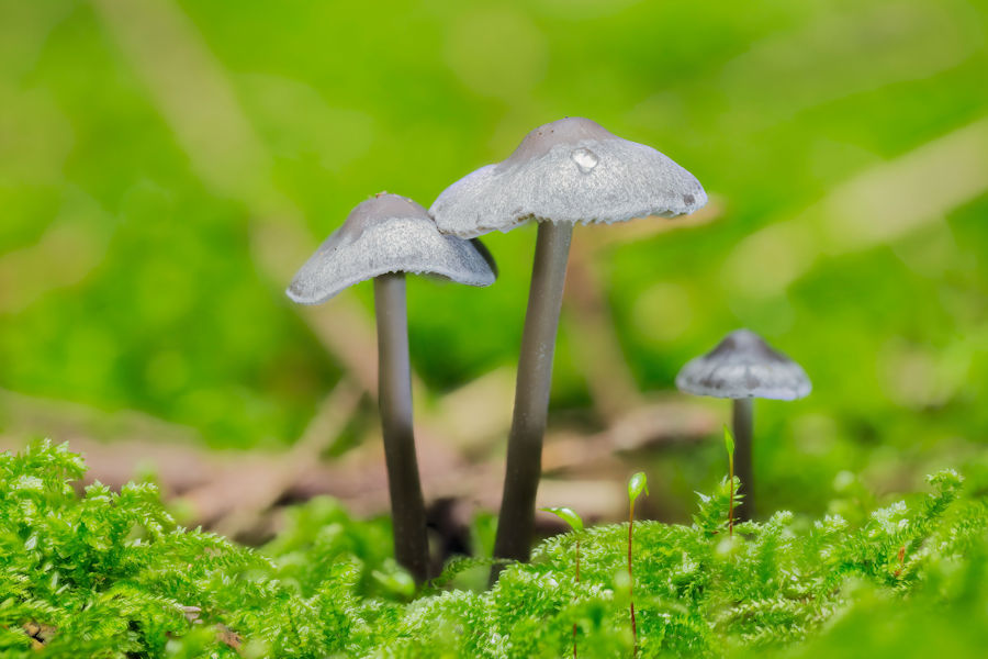 Kleine Pilze