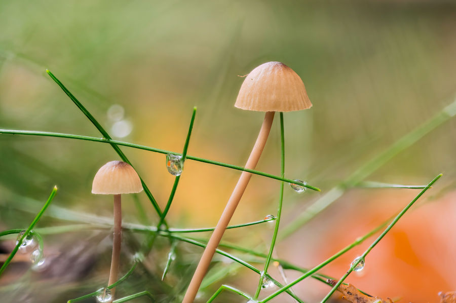 Kleine Pilze
