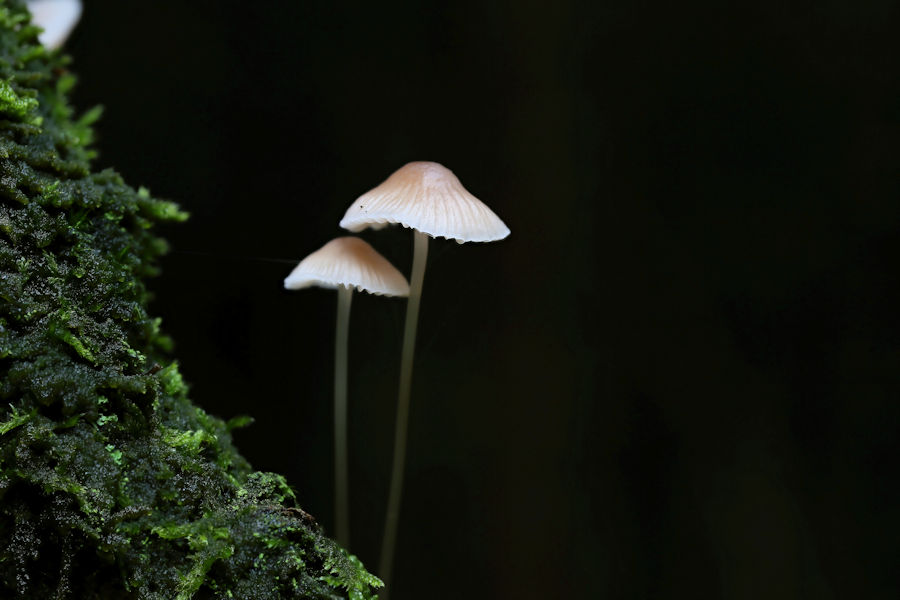 Kleine Pilze
