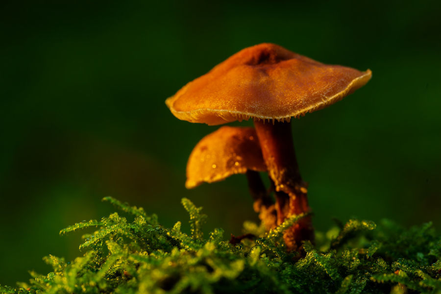 Kleine Pilze im Moos