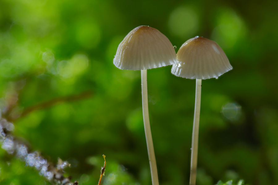 Kleine Pilze im Moos